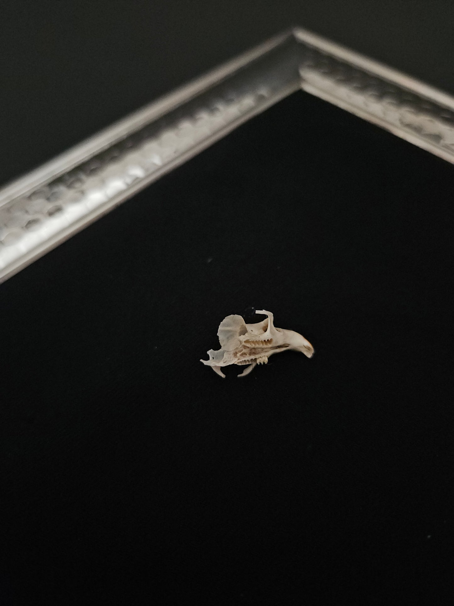 Vole skull C