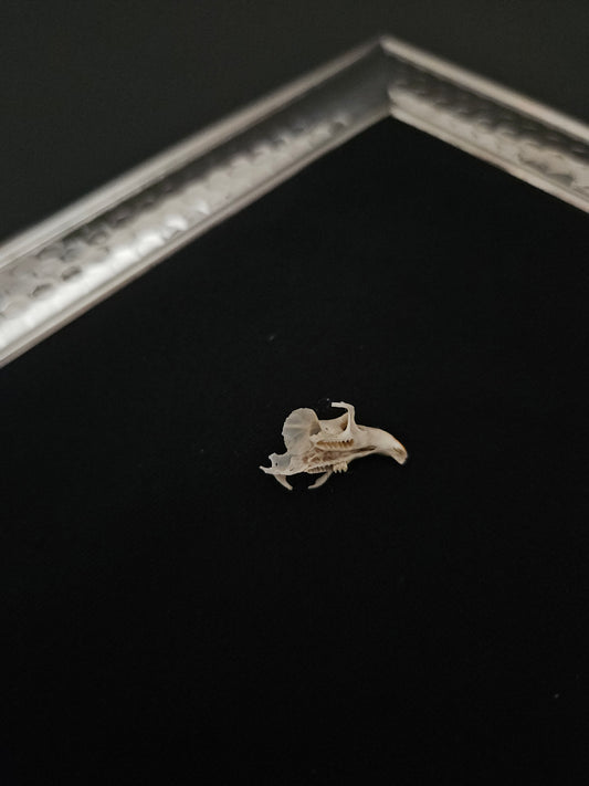 Vole skull C