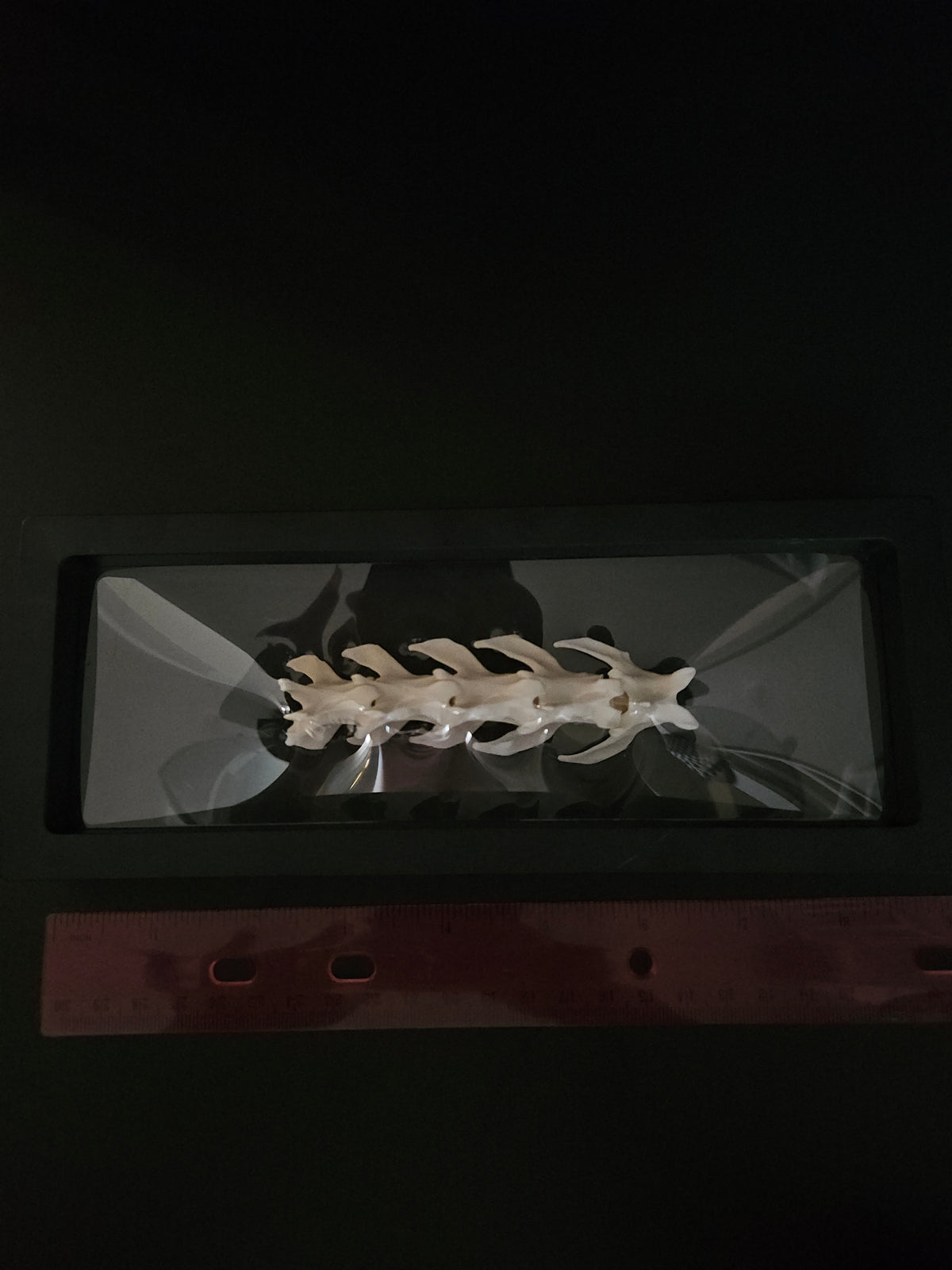 Cat vertebrae