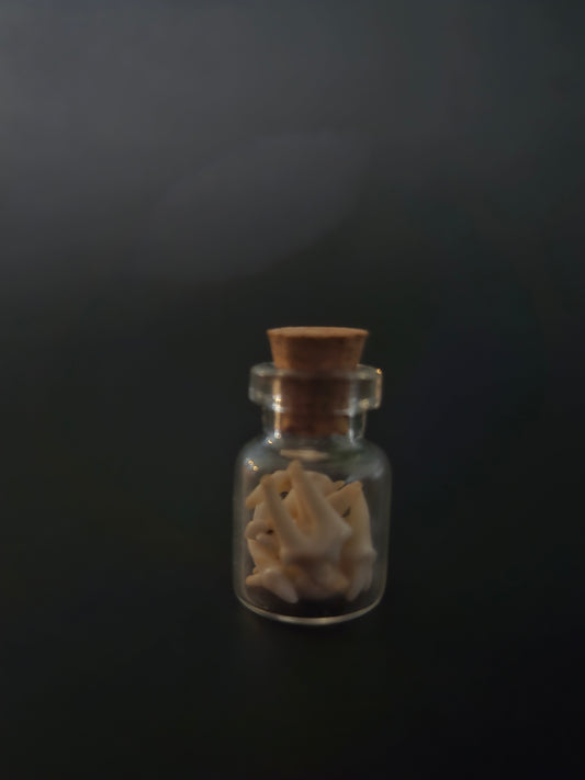 Tiny Jar of teeth - Racoon