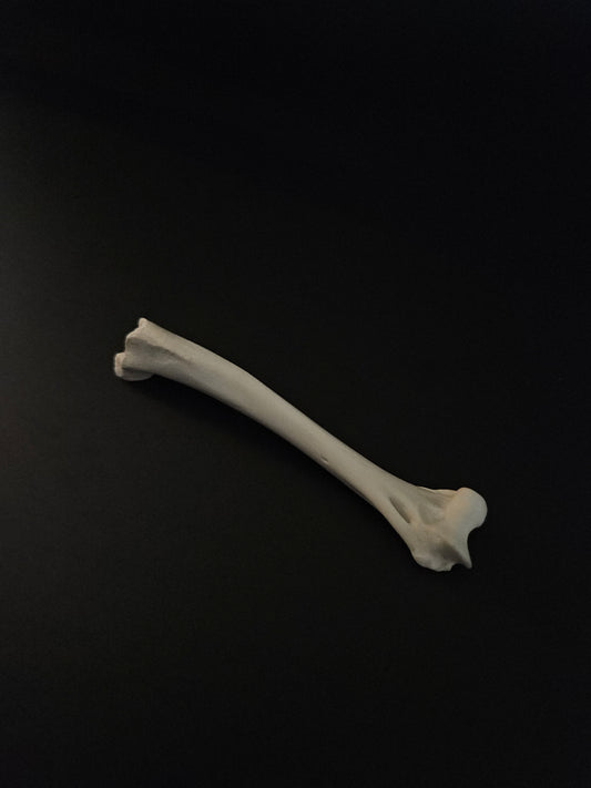 Cat bones - humerus