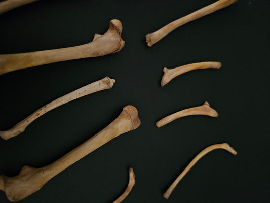 Assorted opossum bones