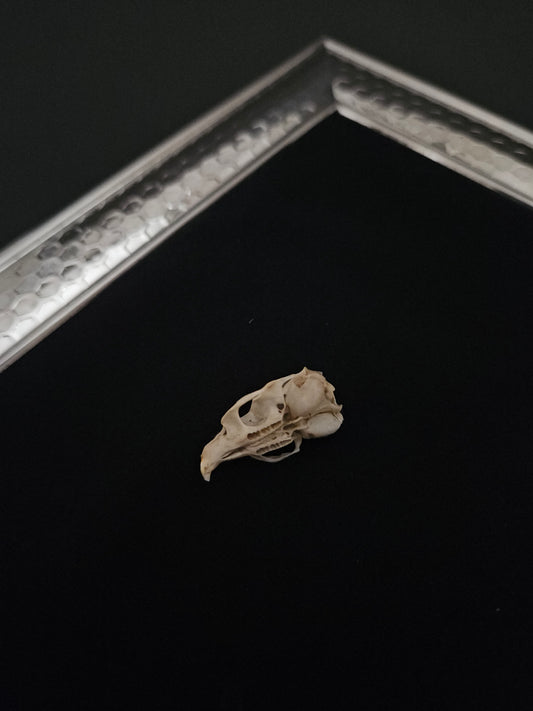 Vole skull