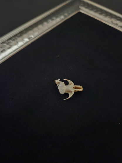 Vole skull C