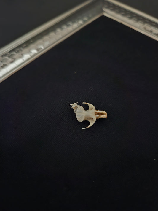 Vole skull C