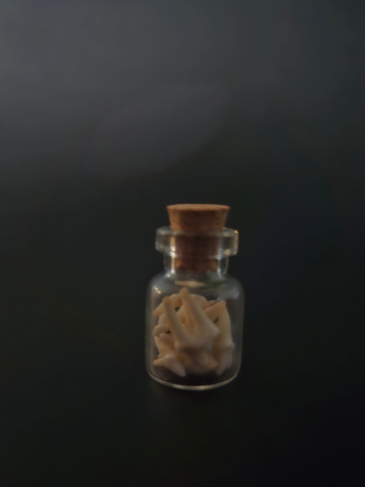 Tiny Jar of teeth - Racoon