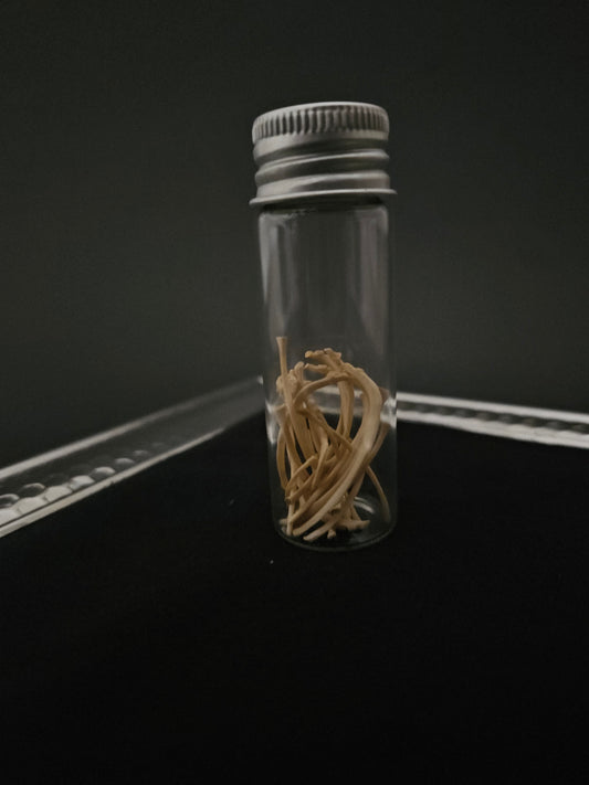 Small jar of small squirrel bones
