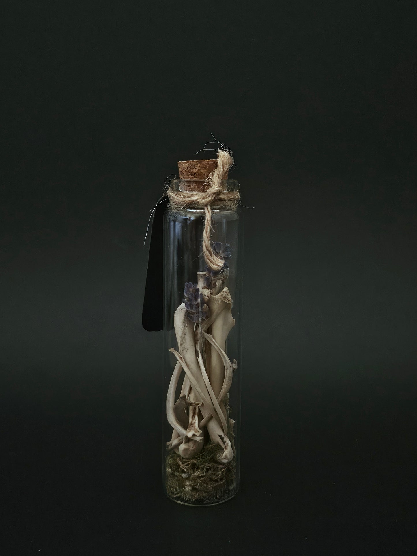 Muskrat oddities jar