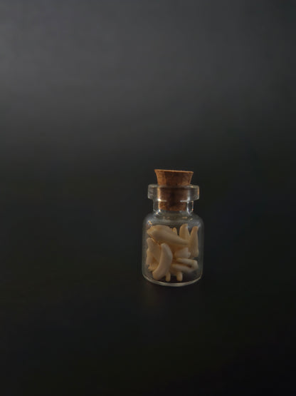 Tiny Jar of teeth - Racoon