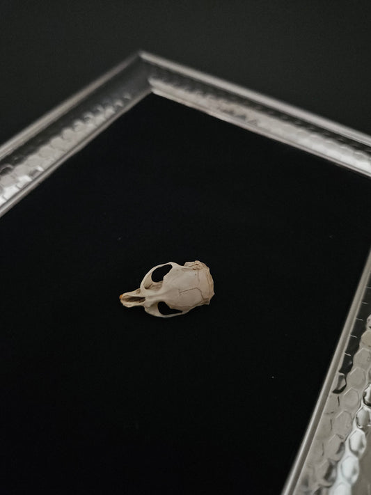 Vole skull