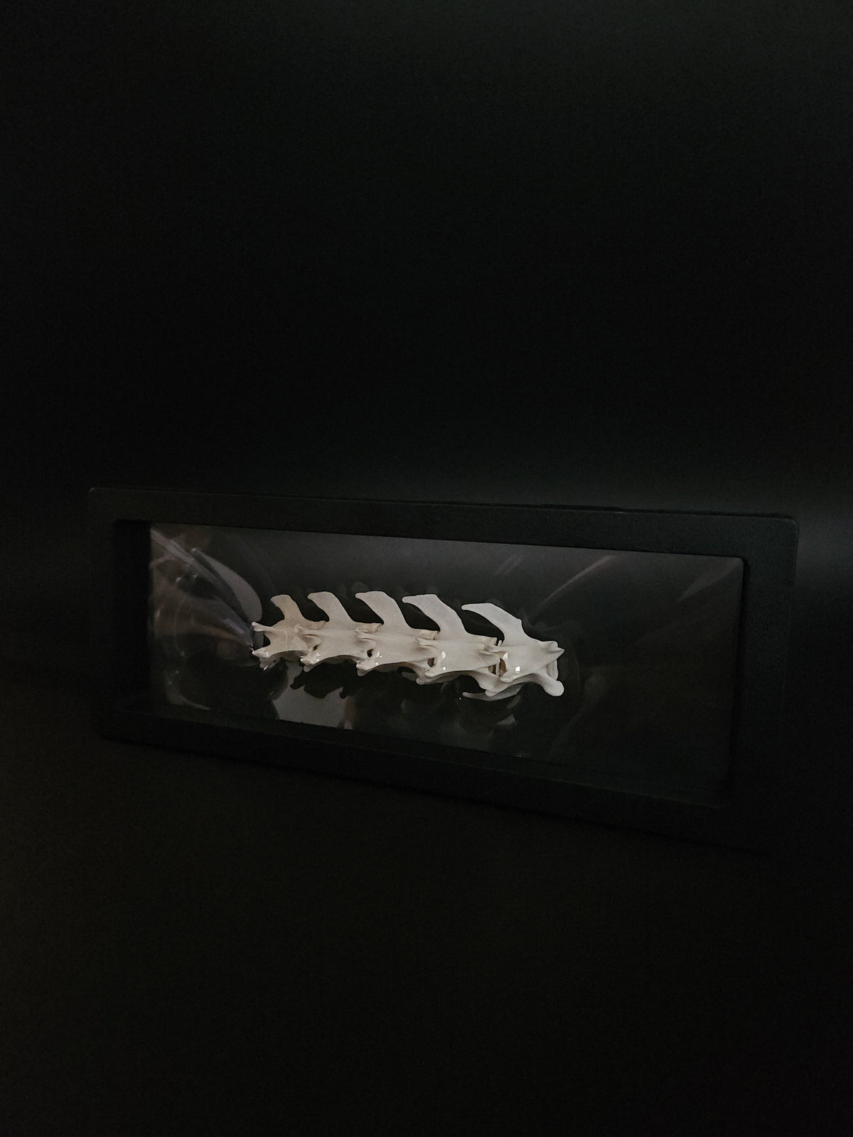 Cat vertebrae