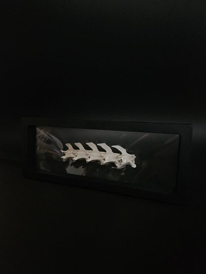 Cat vertebrae
