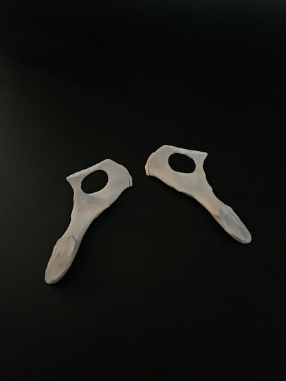Cat pelvis bone