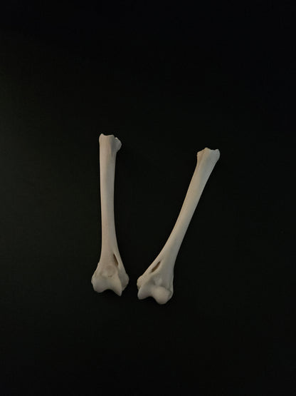 Cat bones - humerus