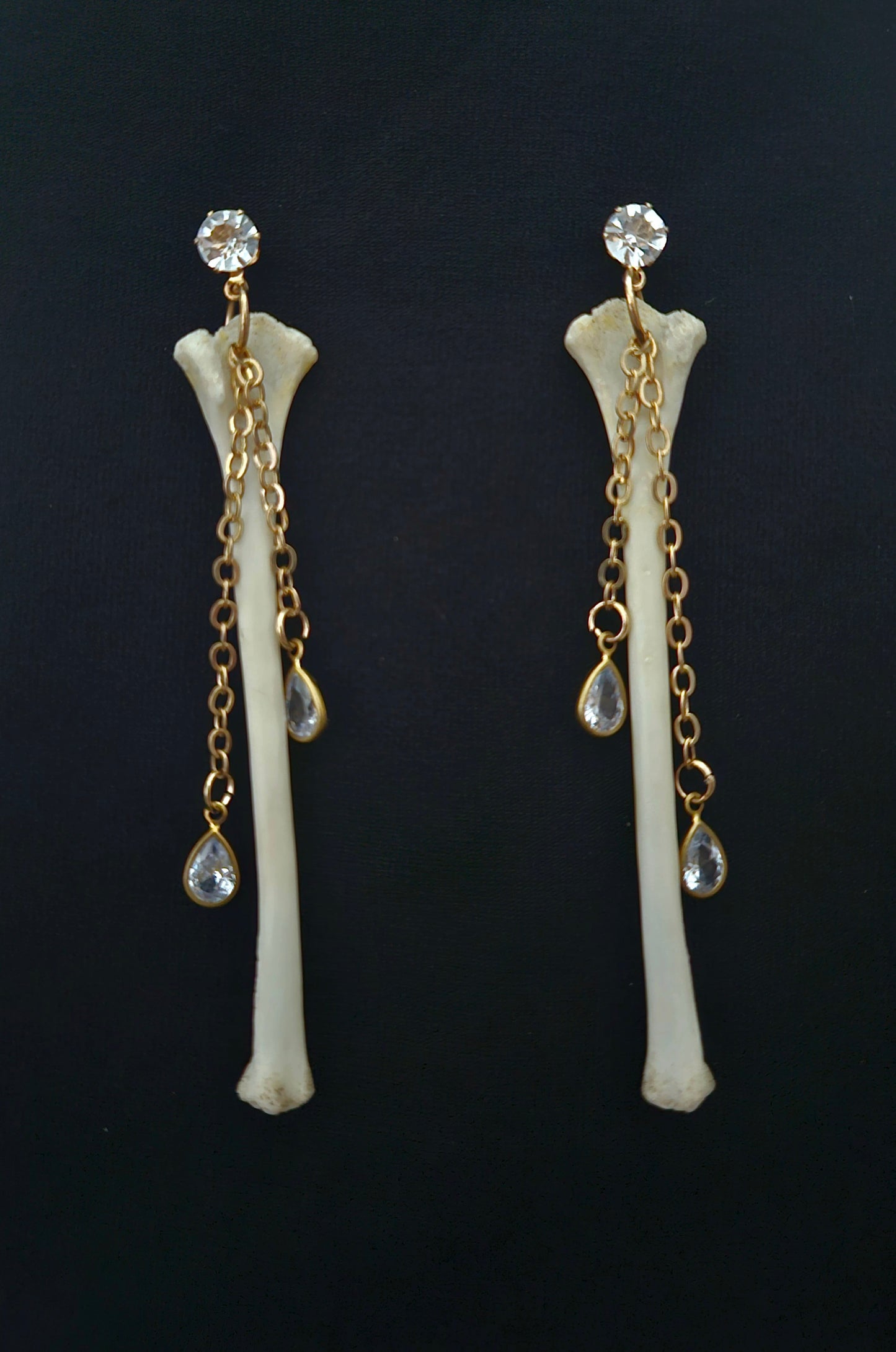 Squirrel humerus dangles