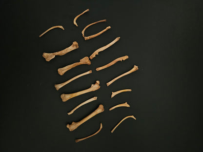Assorted opossum bones