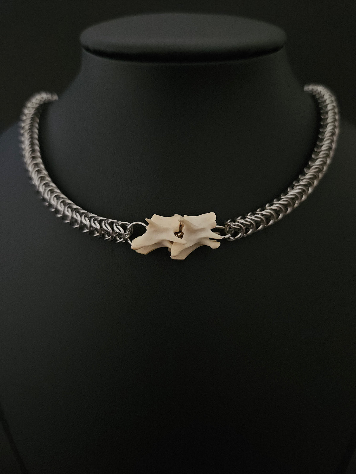 Squirrel vertebrae slither