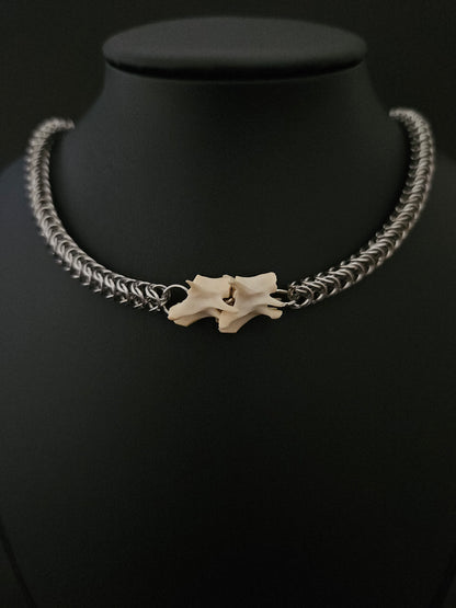 Squirrel vertebrae slither