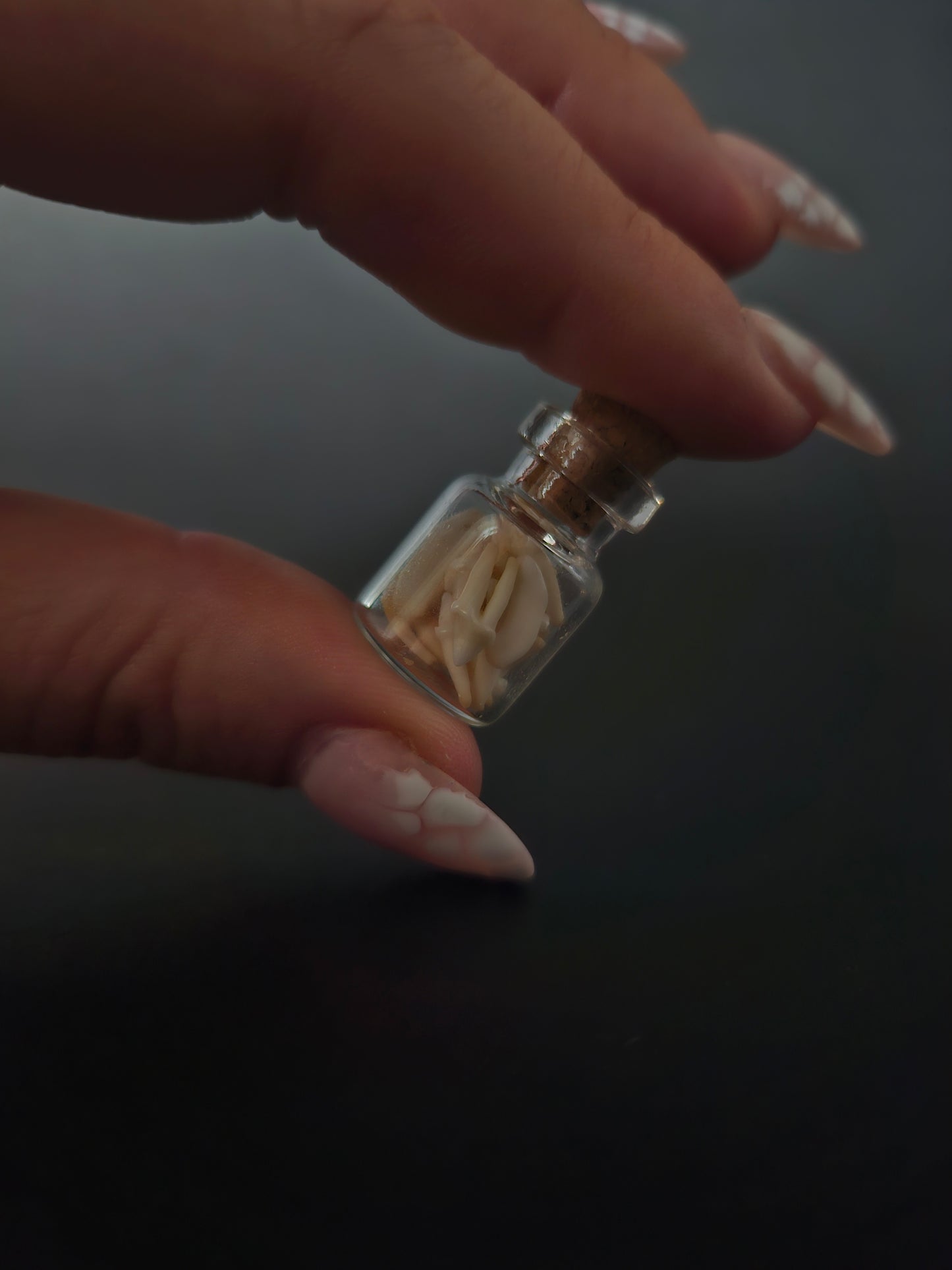 Tiny Jar of teeth - Racoon