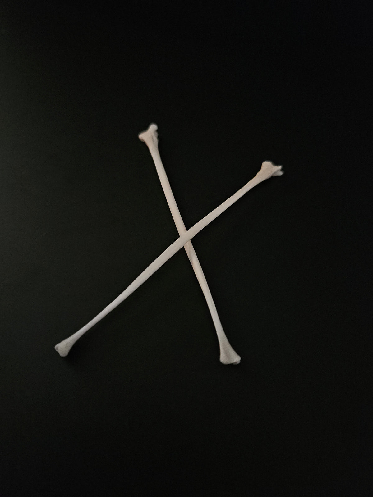 Cat bones - fibula