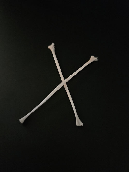 Cat bones - fibula