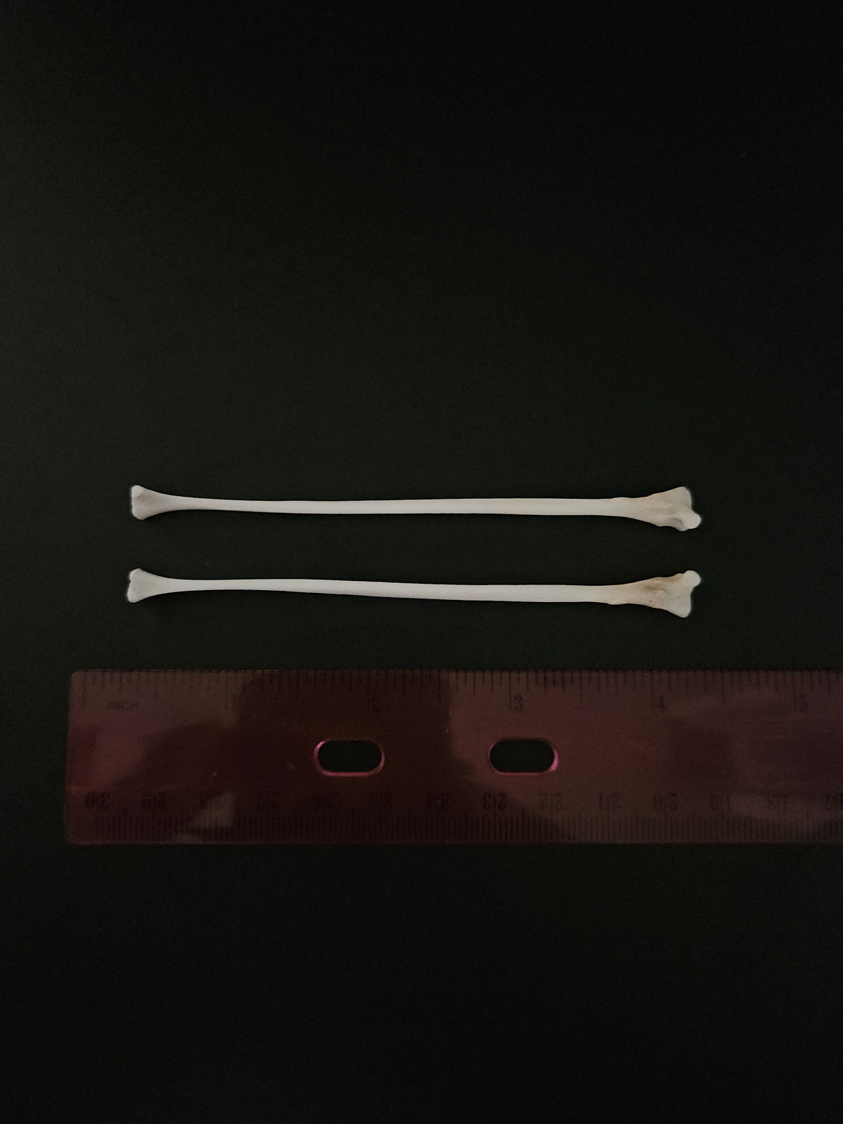 Cat bones - fibula