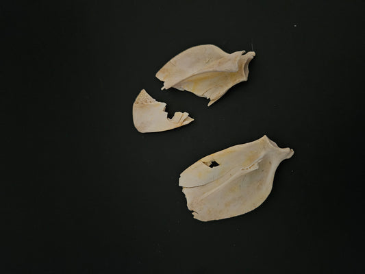 Opossum shoulder blades