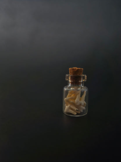 Tiny Jar of teeth - possum