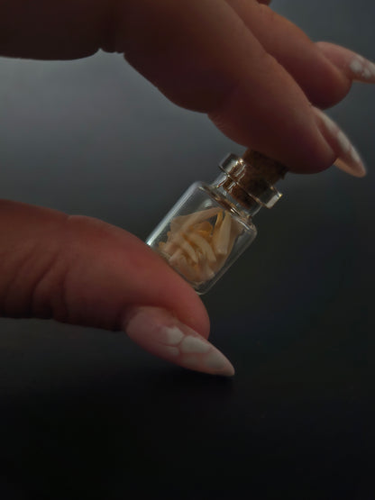 Tiny Jar of teeth - possum