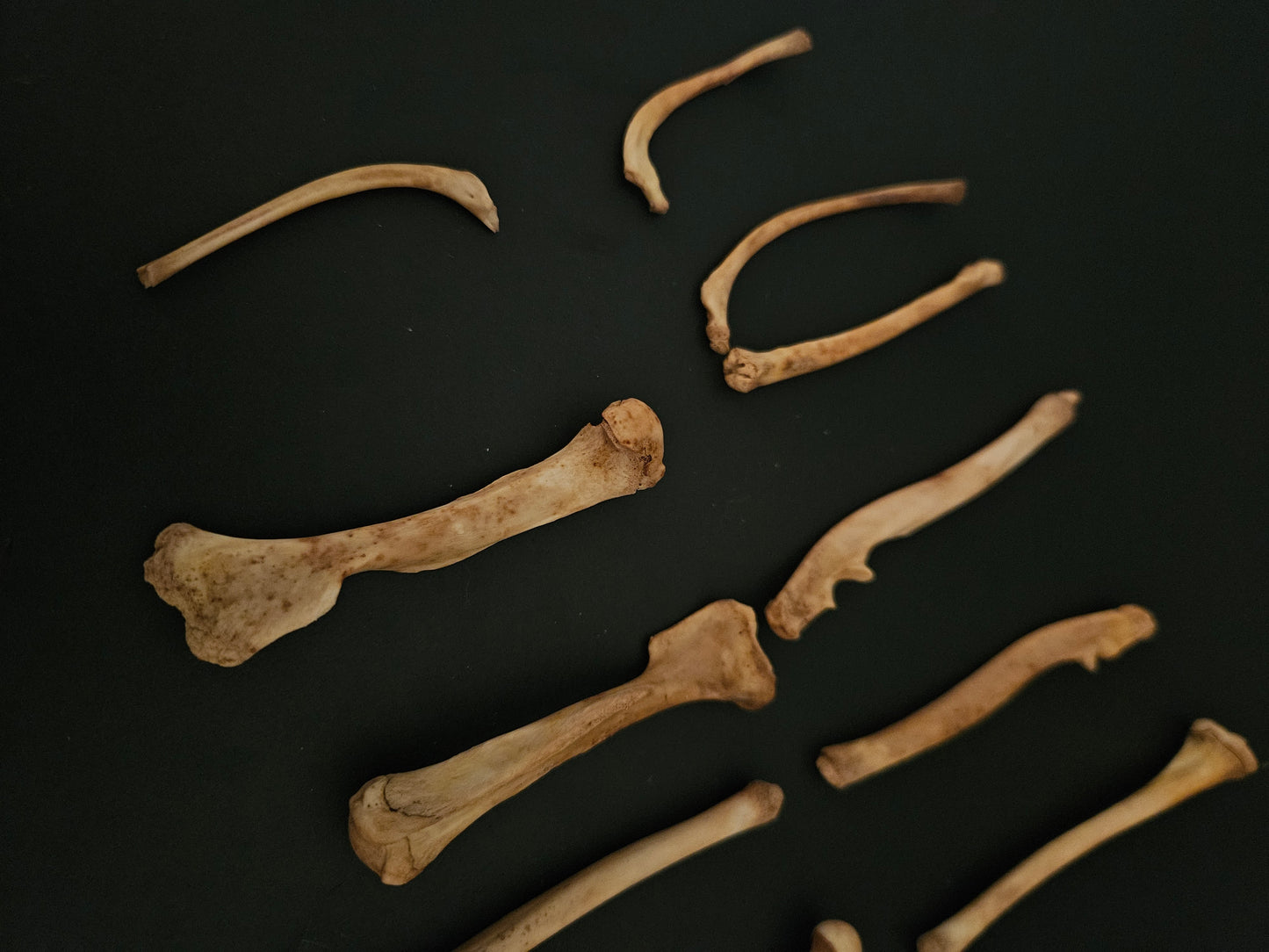 Assorted opossum bones