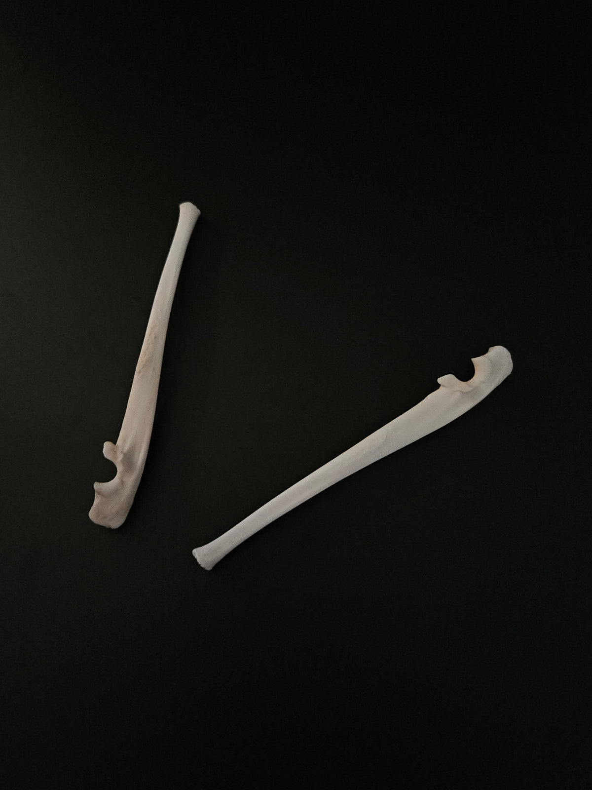 Cat bones - ulna