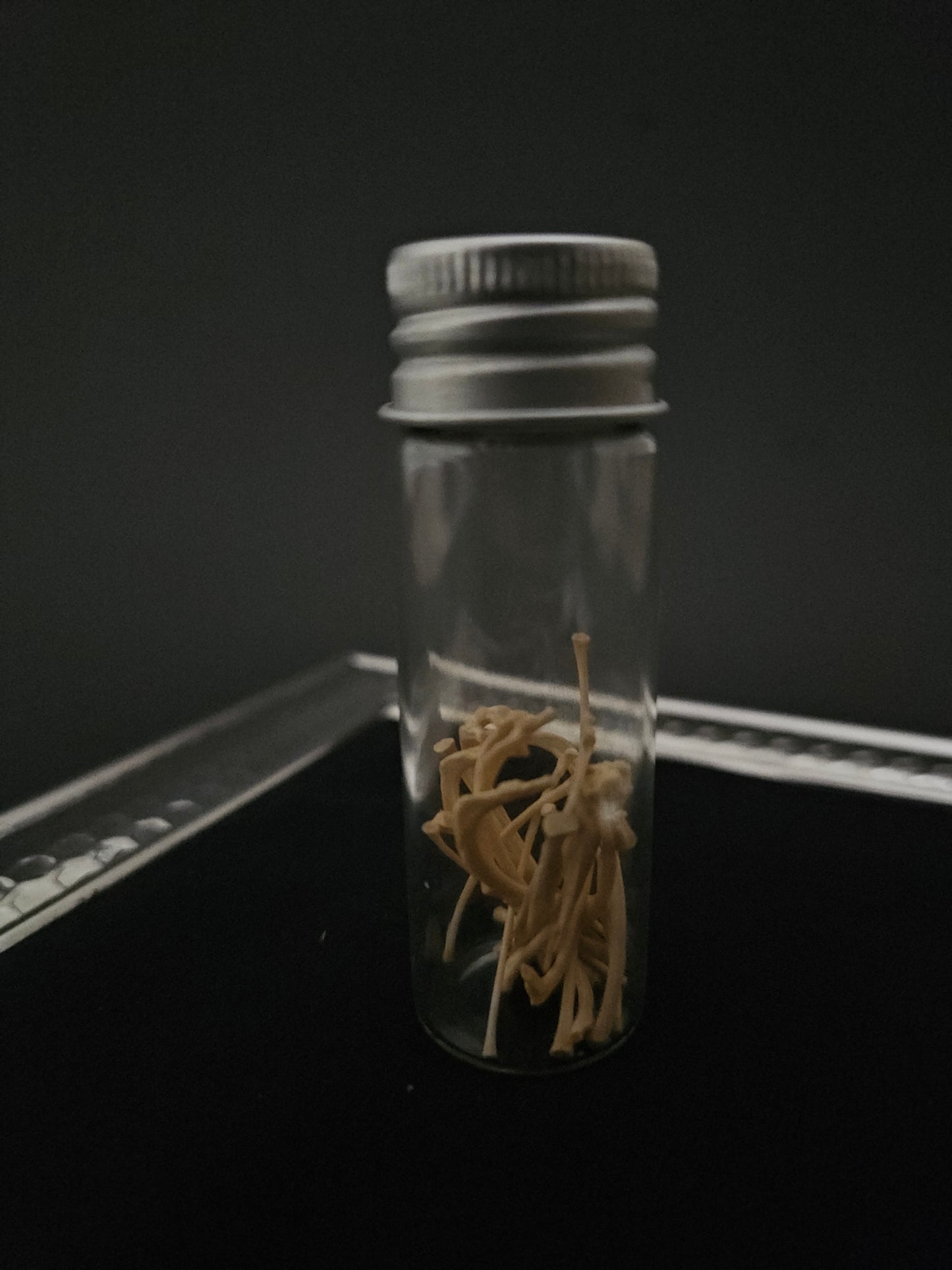Small jar of small squirrel bones