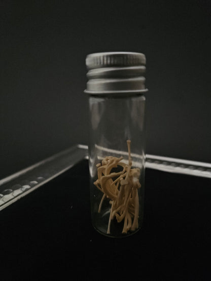 Small jar of small squirrel bones