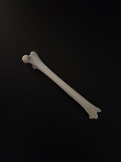 Cat bones - femur