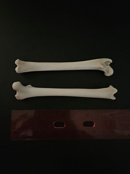 Cat bones - femur