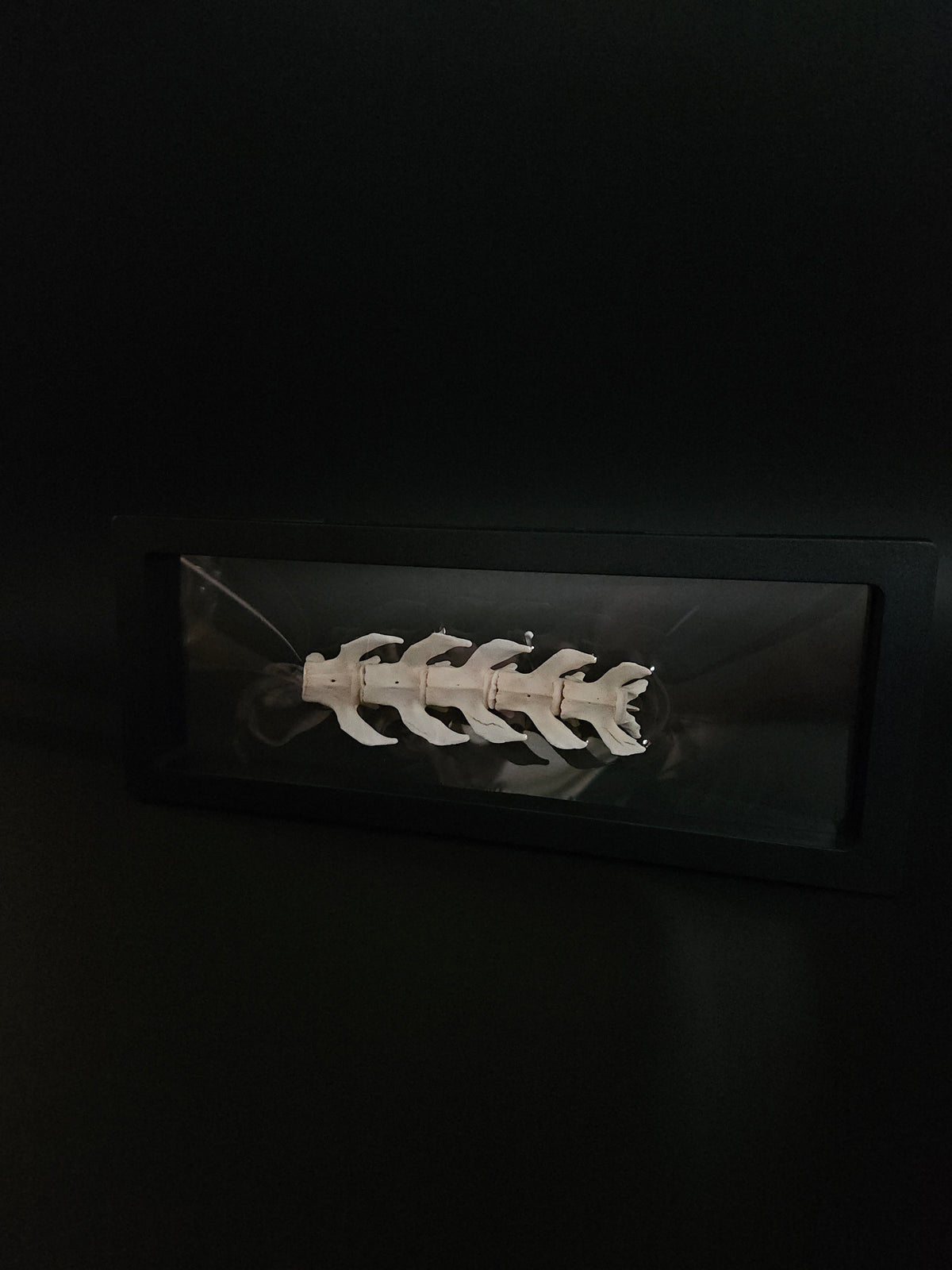 Cat vertebrae