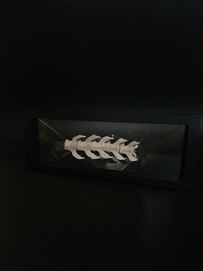 Cat vertebrae